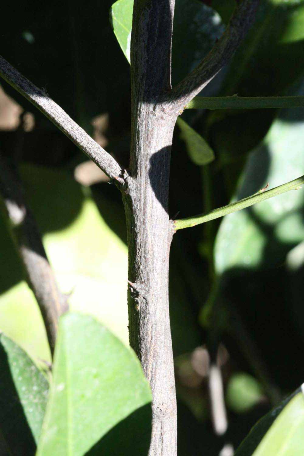              Second - third year twig (Riverside, CA)       